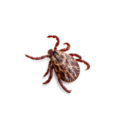 Lyme Disease Infected Tick Insect Isolated on White. Encephalitis Virus or Lyme Borreliosis Disease Infectious Dermacentor Tick Arachnid Parasite Macro.