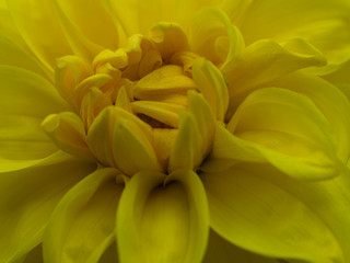 Obraz premium closeup of yellow flower