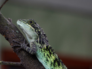 the beauty of a chameleon in a tree branch
