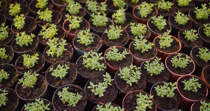 Agriculture - flower seedlings in greenhouse