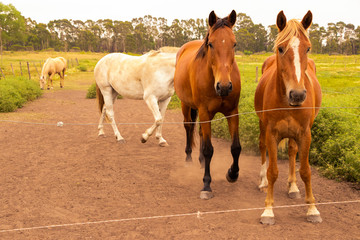 Fototapeta premium Caballos en el campo