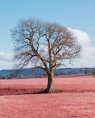 A single tree in pink grass 