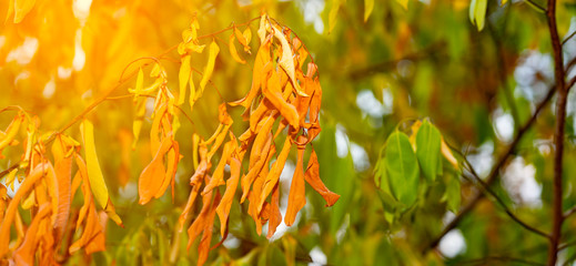 Dry leaf tree on green leaf background on stem