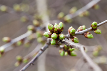 buds of trees