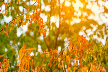 Dry leaf tree on green leaf background on stem