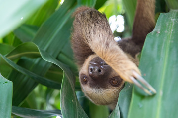 Lazy bear hanging from a tree looking into the camera lens in a tropical forest area in Colombia. © EGT