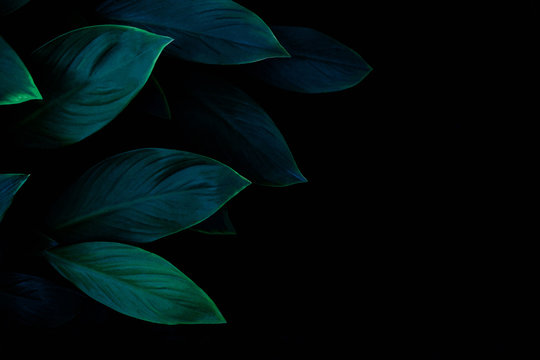 abstract green leaf texture, dark blue tone nature background, tropical leaf