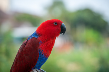 Portrait beautiful colorful Eclectus Parrot with blur nature background.