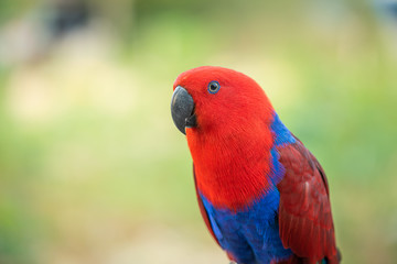 Portrait beautiful colorful Eclectus Parrot with blur nature background.