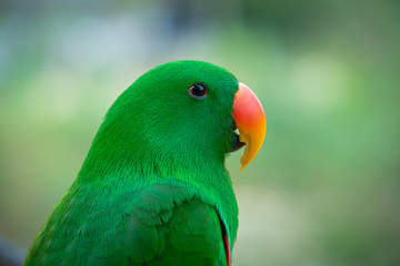 Portrait beautiful colorful Eclectus Parrot with blur nature background.