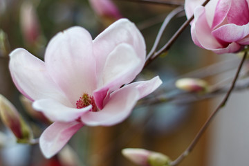Pink blooming magnolia flowers close-up, spring background.