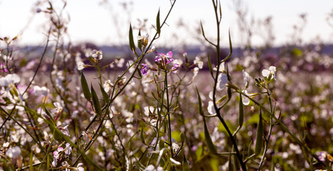 flowering plants