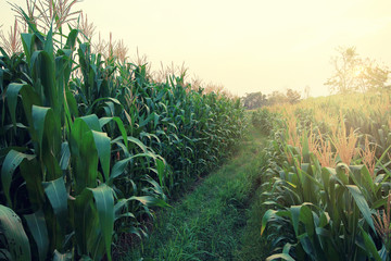 Corn or maize field have corn ears in sunset.