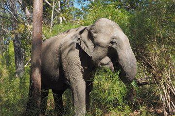 Fototapeta premium Eating Wild Female Asian Elephant in Yok Don National Park, Vietnam