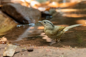 Black-browed Fulvetta bathing in waterhole looking into a distance