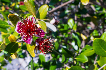 Flowering NZ Bush 4