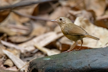 Buff-breasted Babbler  perching on a rock looking into a distance