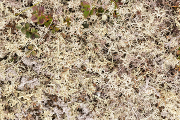 photo of tundra plants, top view