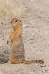Portrait of an adult American gopher sitting on the ground