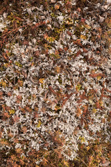 photo of tundra plants, top view