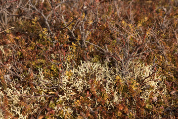 photo of tundra plants, top view