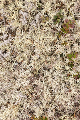 photo of tundra plants, top view