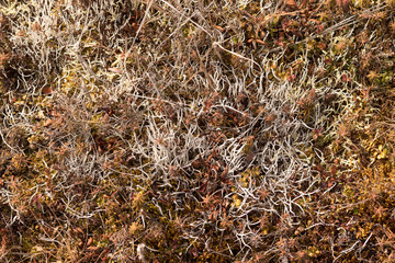 photo of tundra plants, top view