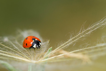 Beautiful ladybug on dandelion clock . Soft focus