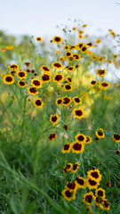 Field of beautiful yellow and brown pretty petals of Cosmos flower blossom on blurred green leaves and small bud in a garden under white sky