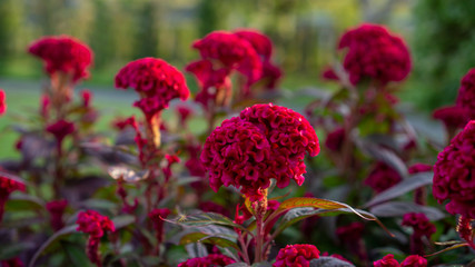 Bunches of red petals Cockscomp flower or Crested celosia blossom on blurry background close up photo, selective focus