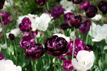 Tulip Festival 6