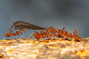 Ants teamwork concept, ants working  and carrying other insect ant to nest on branch tree on black background, mocro insect animal wildlife concept.