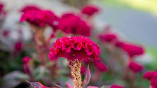 Bunches of red petals Cockscomp flower or Crested celosia blossom on blurry background close up photo, selective focus