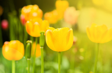 Pink, yellow, red, orange tulips bloom in the garden in the spring sunshine.