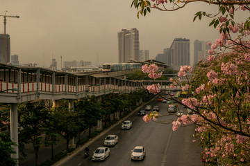 Bangkok, Thailand-February 7, 2020: Pink Trumpet tree flower plant begin blooming at Chatuchak park Phaholyothin road, beside Bts train station under cloudy sky with PM 2.5 air pollution
