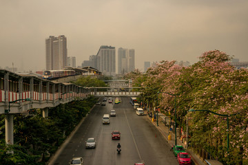 Bangkok, Thailand-February 7, 2020: Pink Trumpet tree flower plant begin blooming at Chatuchak park Phaholyothin road, beside Bts train station under cloudy sky with PM 2.5 air pollution