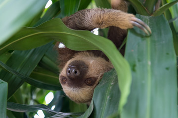 Lazy bear hanging from a tree looking into the camera lens in a tropical forest area in Colombia.