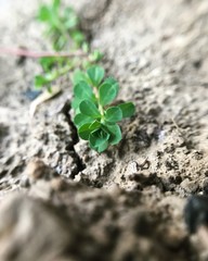 young plant in soil