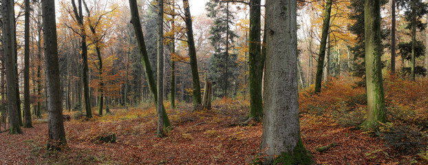 Fototapeta premium Forest