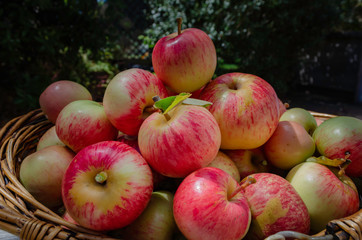  Organic Apples, pesticide-free, spray free. Harvesting from small garden.