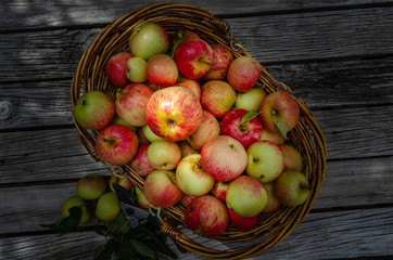  Organic Apples, pesticide-free, spray free. Harvesting from small garden.