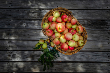  Organic Apples, pesticide-free, spray free. Harvesting from small garden.