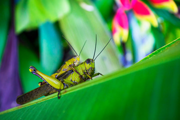 Two locust mating , on the exotic flower leaf