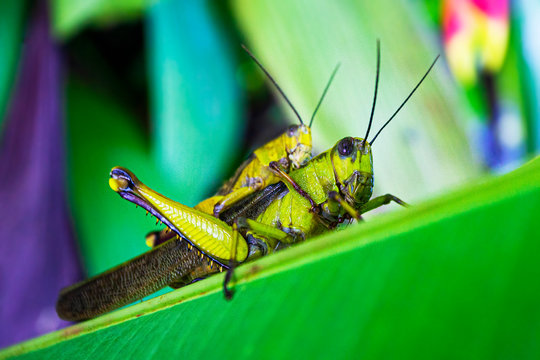 Two locust mating , on the exotic flower leaf