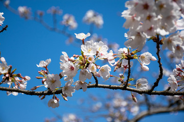 Sakura, cherry blossoms in Chidorigafuchi Tokyo Japan