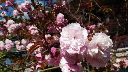 宮島の桜の写真