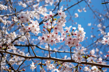 Sakura, cherry blossoms in Chidorigafuchi Tokyo Japan