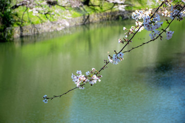 Sakura, cherry blossoms in Chidorigafuchi Tokyo Japan