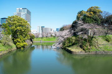 Obraz premium Sakura, cherry blossoms in Chidorigafuchi Tokyo Japan