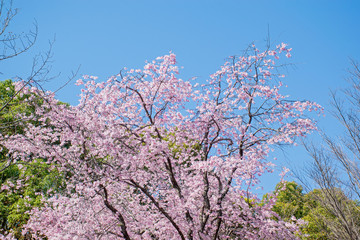 Sakura, cherry blossoms in Chidorigafuchi Tokyo Japan